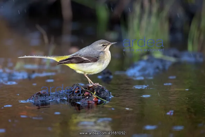 : GRey Wagtail - Winter Plumage - in Rain - UK : GRey Wagtail - Winter Plumage - in Rain - UK