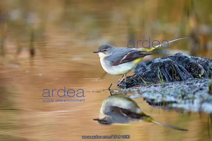  : Grey Wagtail - Winter - UK