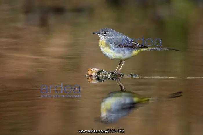  : Grey Wagtail - Young Male - UK