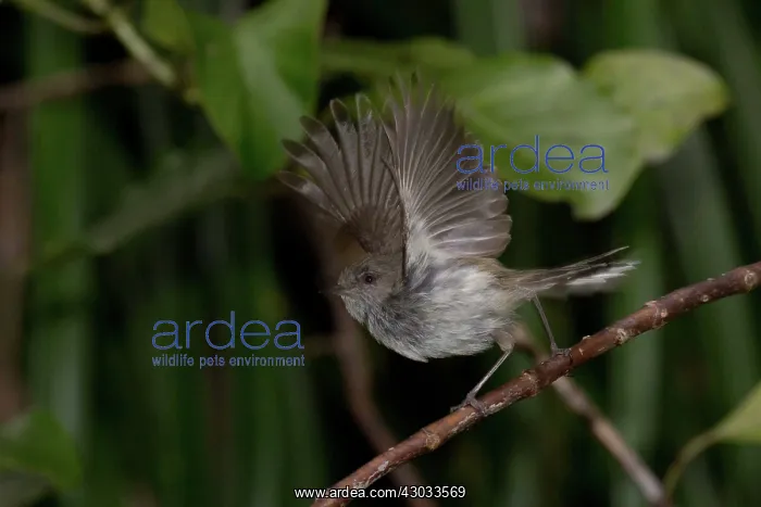 : Grey Warbler - wings raised - In forest in the Waitakere : Grey Warbler - wings raised - In forest in the Waitakere