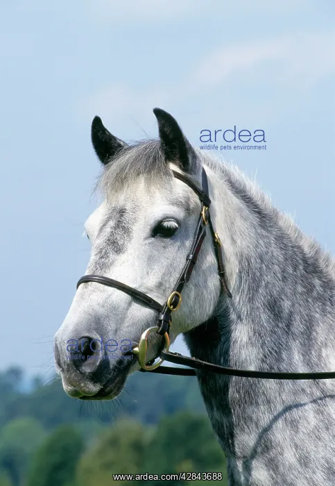  : Grey Welsh PONY