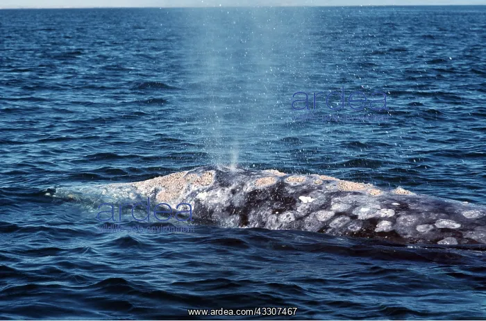 : GREY WHALE - blowing : GREY WHALE - blowing