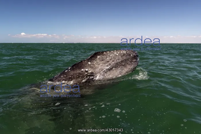  : Grey Whale calf