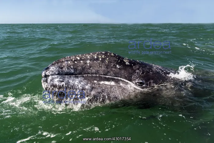  : Grey Whale calf