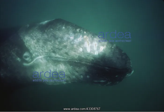 : Grey Whale - Calf : Grey Whale - Calf