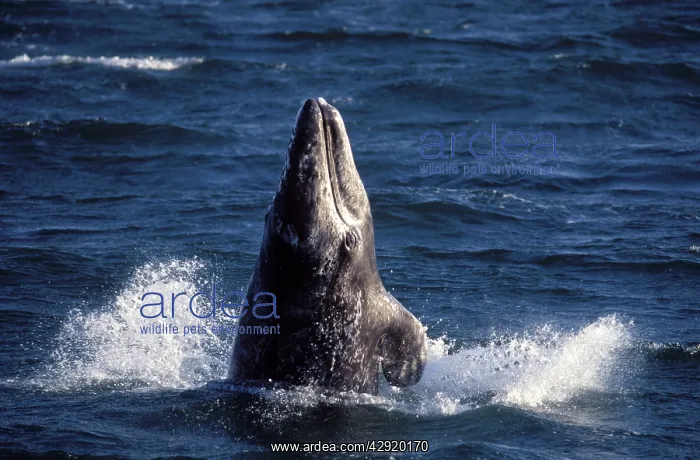 : Grey Whale - Calf, Breaching : Grey Whale - Calf, Breaching
