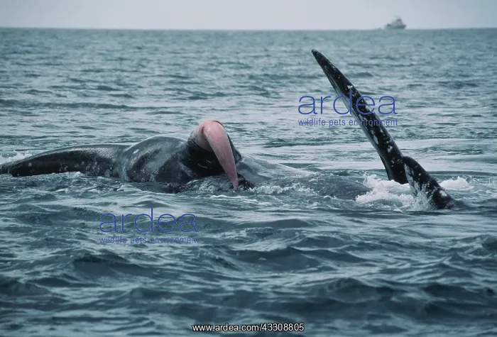 : GREY WHALE - courting showing penis above water : GREY WHALE - courting showing penis above water