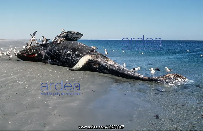 : GREY WHALE - dead, stranded on beach : GREY WHALE - dead, stranded on beach
