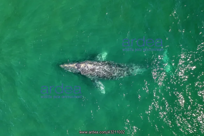 : Grey whale (Eschrichtius robustus) aerial, Magdalena : Grey whale (Eschrichtius robustus) aerial, Magdalena