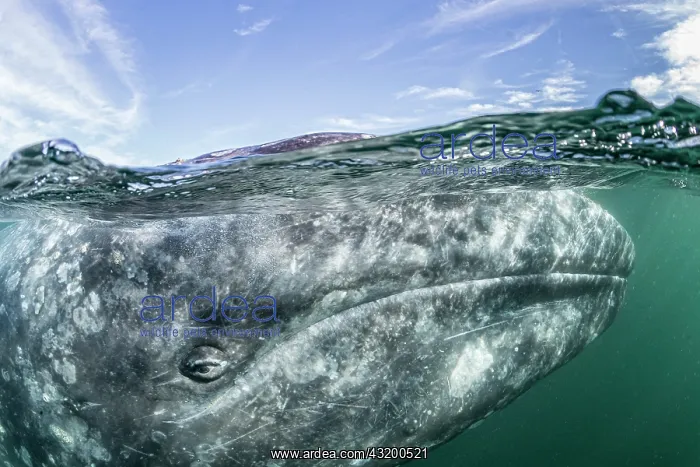 : Grey whale (Eschrichtius robustus) surfacing, Magdalena : Grey whale (Eschrichtius robustus) surfacing, Magdalena