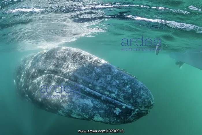 : Grey whale (Eschrichtius robustus) underwater, Magdalena : Grey whale (Eschrichtius robustus) underwater, Magdalena