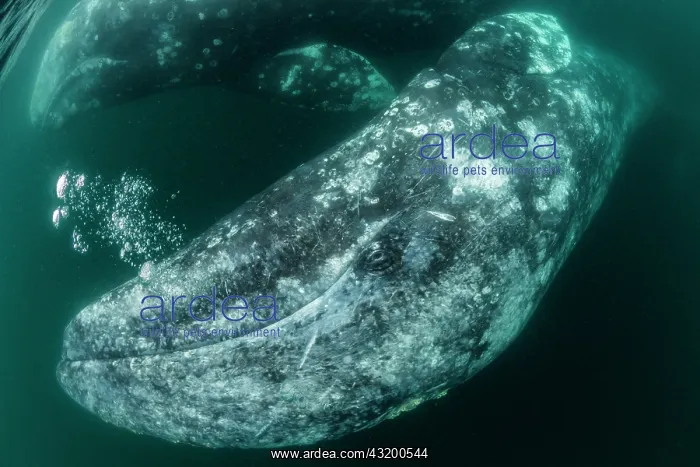 : Grey whale (Eschrichtius robustus) underwater upside