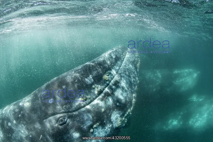 : Grey whale (Eschrichtius robustus) underwater upside : Grey whale (Eschrichtius robustus) underwater upside