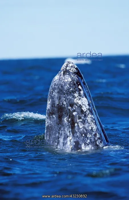 : Grey Whale or Gray Whale (eschrichtius robustus) : Grey Whale or Gray Whale (eschrichtius robustus)