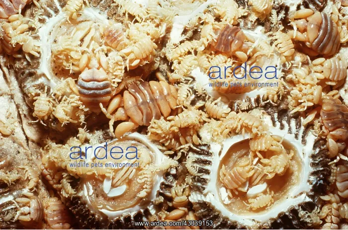 : Grey whale LOUSE - lice on barnacles (Cryptolepas : Grey whale LOUSE - lice on barnacles (Cryptolepas