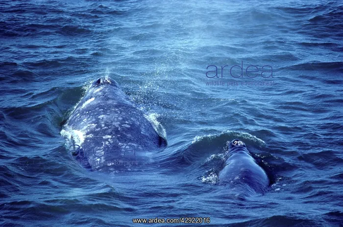 : Grey Whale - Mother & calf : Grey Whale - Mother & calf