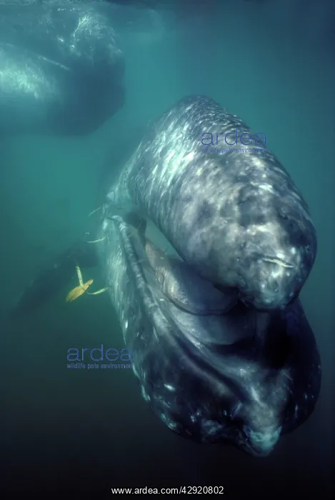  : Grey Whale with open mouth underwater