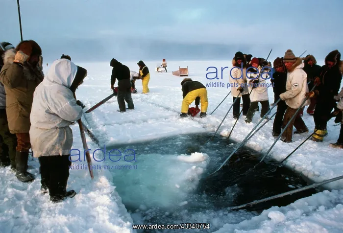 : Grey WHALE Rescue - Esquimo crew cutting pack-ice : Grey WHALE Rescue - Esquimo crew cutting pack-ice