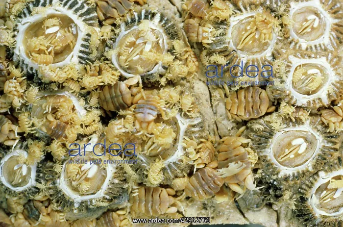 : Grey Whale - showing close-up of Barnacle (Cryptolepas : Grey Whale - showing close-up of Barnacle (Cryptolepas