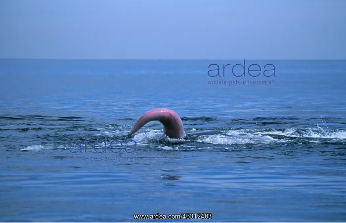 : Grey WHALE - shows penis above water : Grey WHALE - shows penis above water