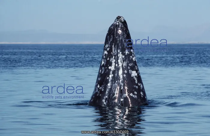 : GREY WHALE - spy-hopping : GREY WHALE - spy-hopping