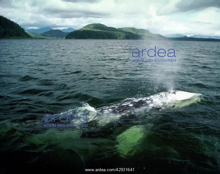: Grey Whale - surfacing : Grey Whale - surfacing