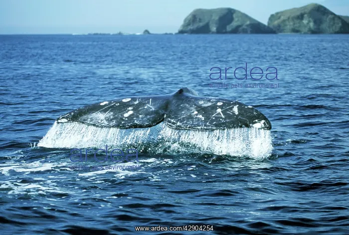 : Grey Whale - Tail : Grey Whale - Tail