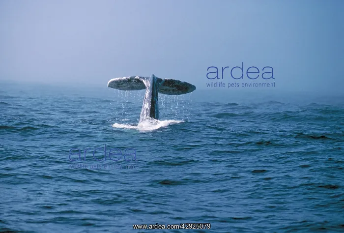: Grey Whale - tail appearing above water : Grey Whale - tail appearing above water