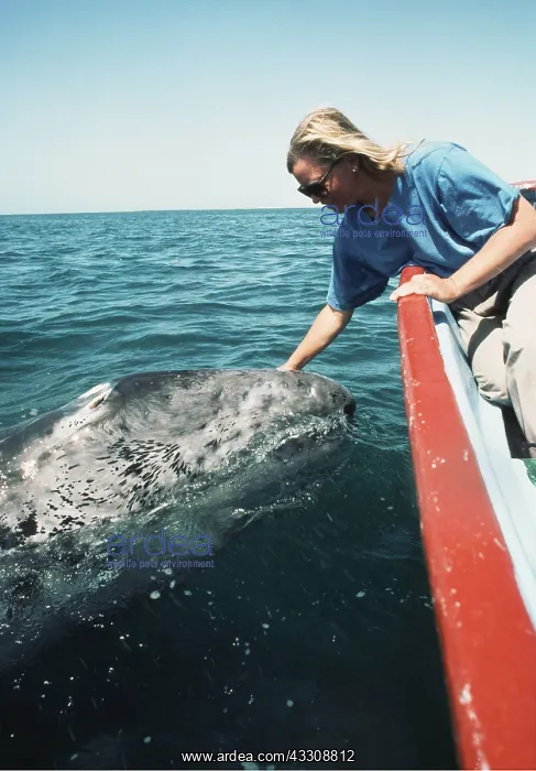: GREY WHALE being touched by tourist : GREY WHALE being touched by tourist