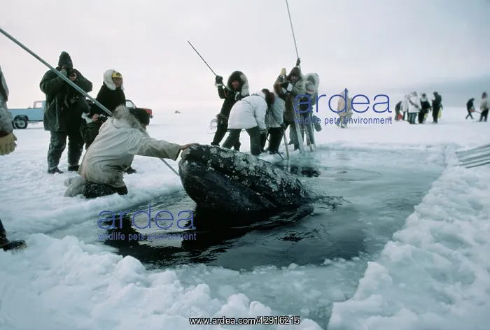 : GREY WHALE - trapped in ice : GREY WHALE - trapped in ice