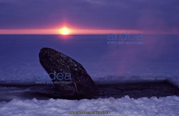 : Grey WHALE - trapped in ice, hole cut by people : Grey WHALE - trapped in ice, hole cut by people
