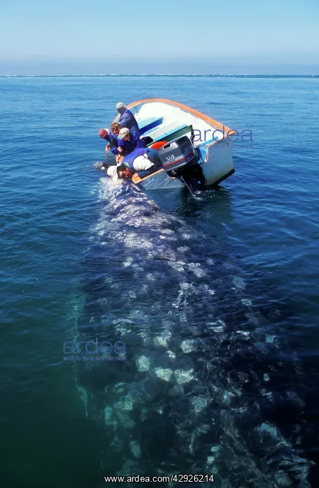  : Grey Whale - & whale watchers touching whale