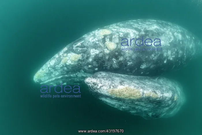 : Two Grey whales (Eschrichtius robustus) underwater : Two Grey whales (Eschrichtius robustus) underwater