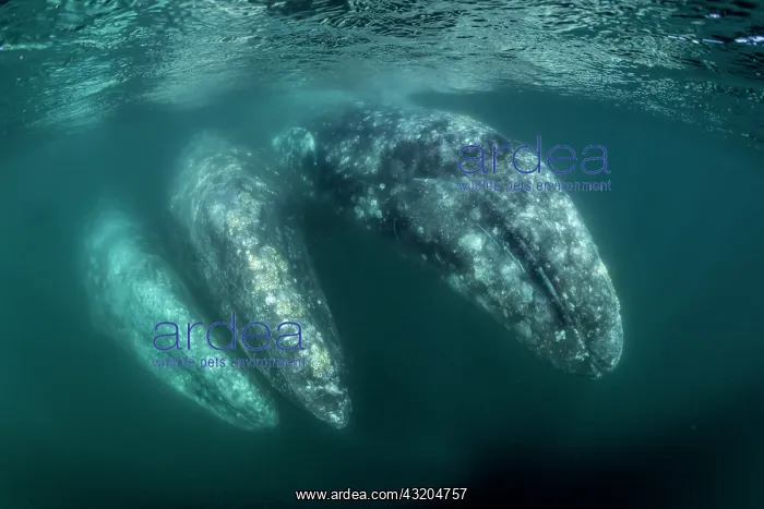 : Three Grey whales (Eschrichtius robustus) underwater : Three Grey whales (Eschrichtius robustus) underwater