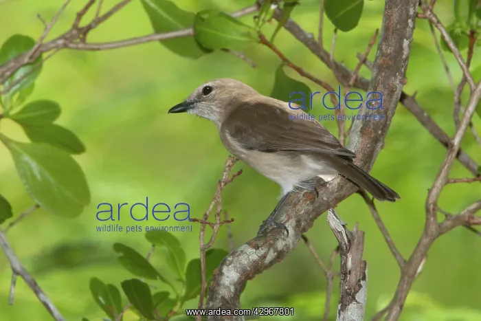 : Grey Whistler - in a mangrove bush : Grey Whistler - in a mangrove bush