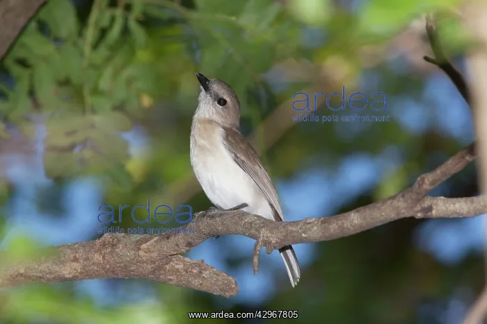 : Grey Whistler - perched on a branch in riverine : Grey Whistler - perched on a branch in riverine