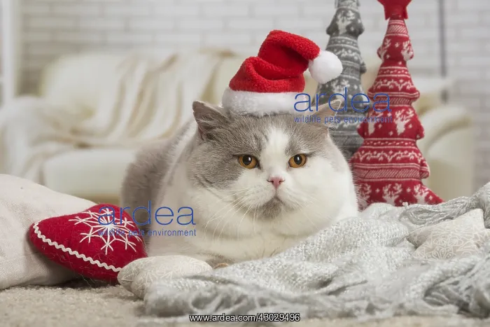 : Grey and white British cat indoors wearing Christmas hat : Grey and white British cat indoors wearing Christmas hat