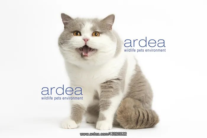  : Grey and white British cat in the studio