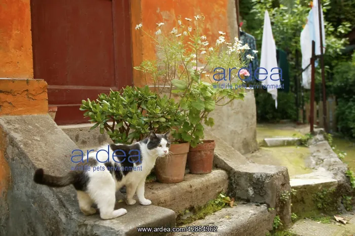 : Grey & White Cat - by house : Grey & White Cat - by house