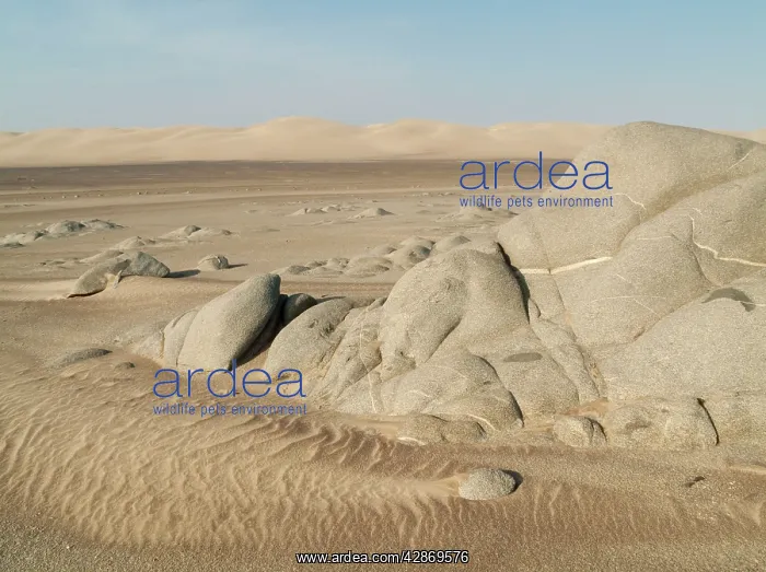 : Grey-white rocks and sand dunes in the Namib Desert : Grey-white rocks and sand dunes in the Namib Desert
