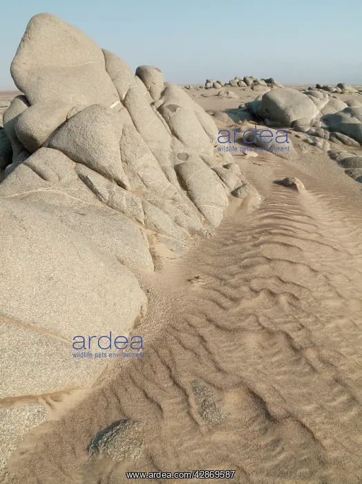 : Grey-white rocks in the sand of the Namib Desert : Grey-white rocks in the sand of the Namib Desert