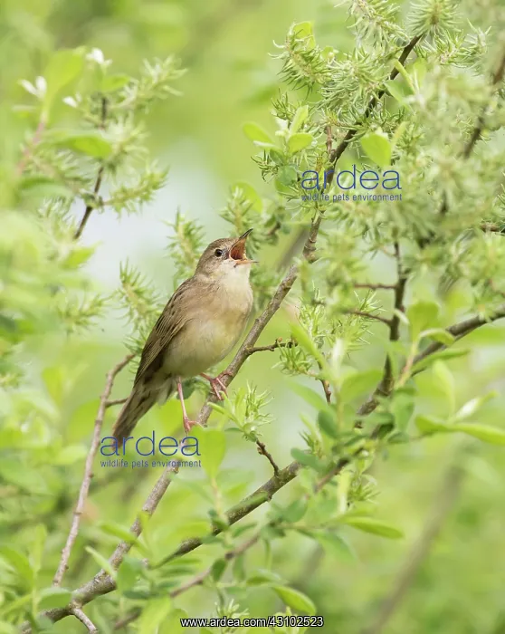: Grey Willow : Grey Willow