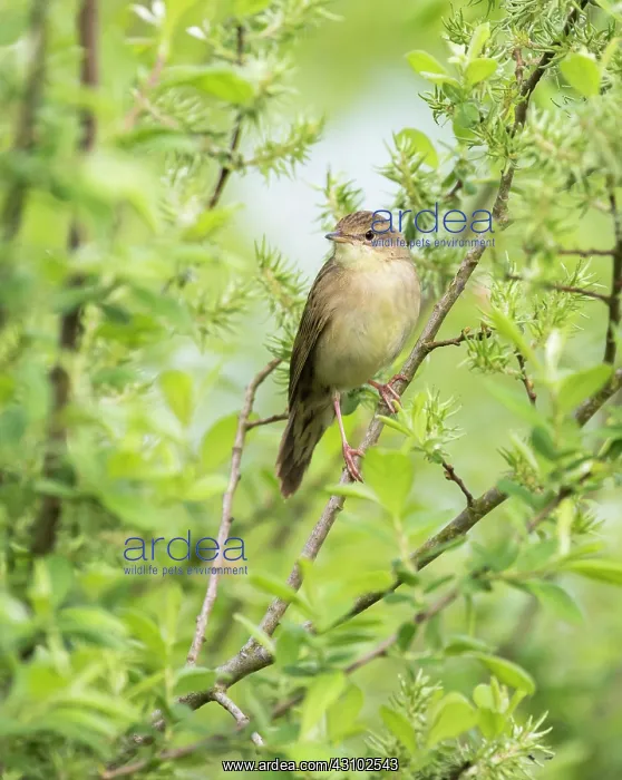 : Grey Willow : Grey Willow