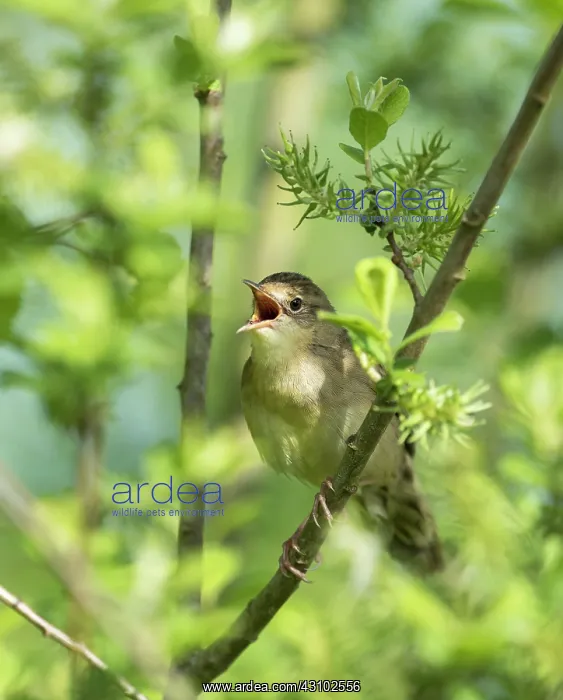 : Grey Willow : Grey Willow