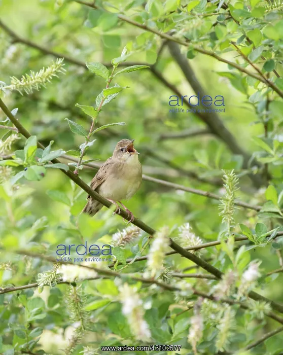 : Grey Willow : Grey Willow