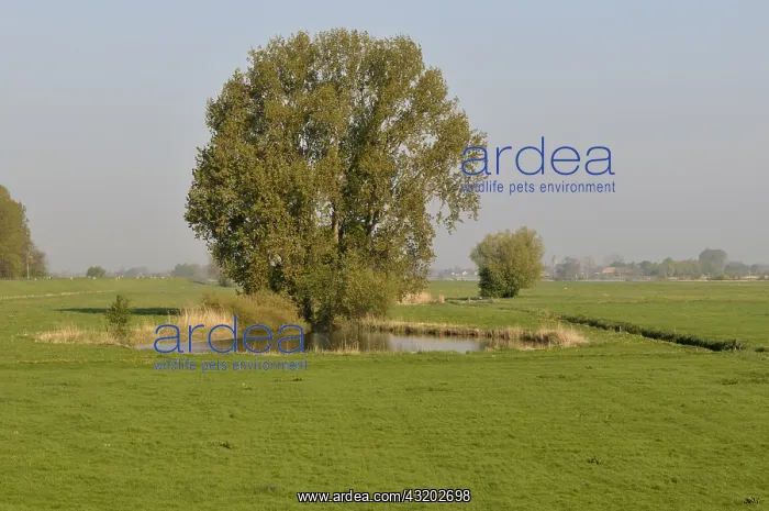 : Grey Willow (Salix cinerea) at outer marches du : Grey Willow (Salix cinerea) at outer marches du