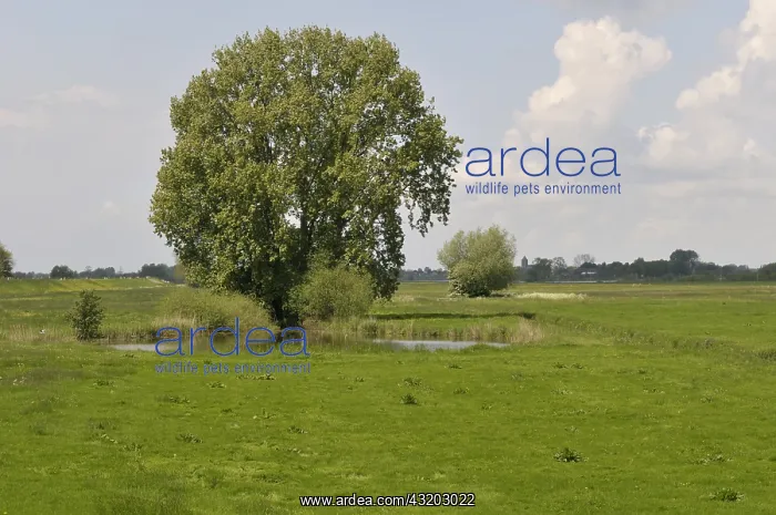 : Grey Willow (Salix cinerea) at outer marches du : Grey Willow (Salix cinerea) at outer marches du