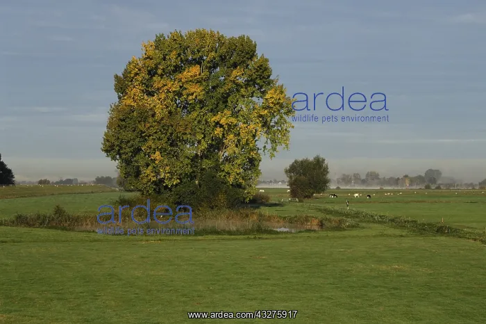: Grey Willow (Salix cinerea) at outer marches du : Grey Willow (Salix cinerea) at outer marches du
