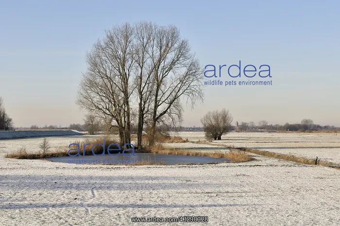 : Grey Willow (Salix cinerea) at outer marches du : Grey Willow (Salix cinerea) at outer marches du