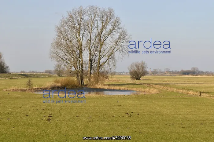 : Grey Willow (Salix cinerea) at outer marches du : Grey Willow (Salix cinerea) at outer marches du
